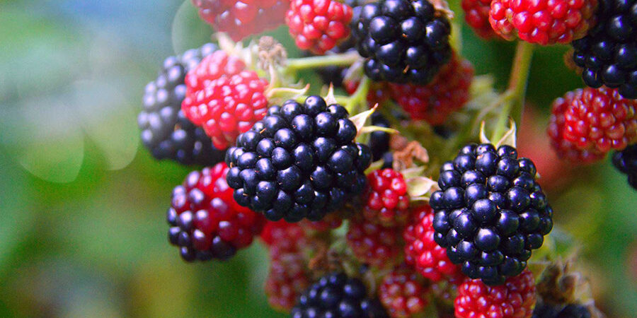 Brombeeren gesund